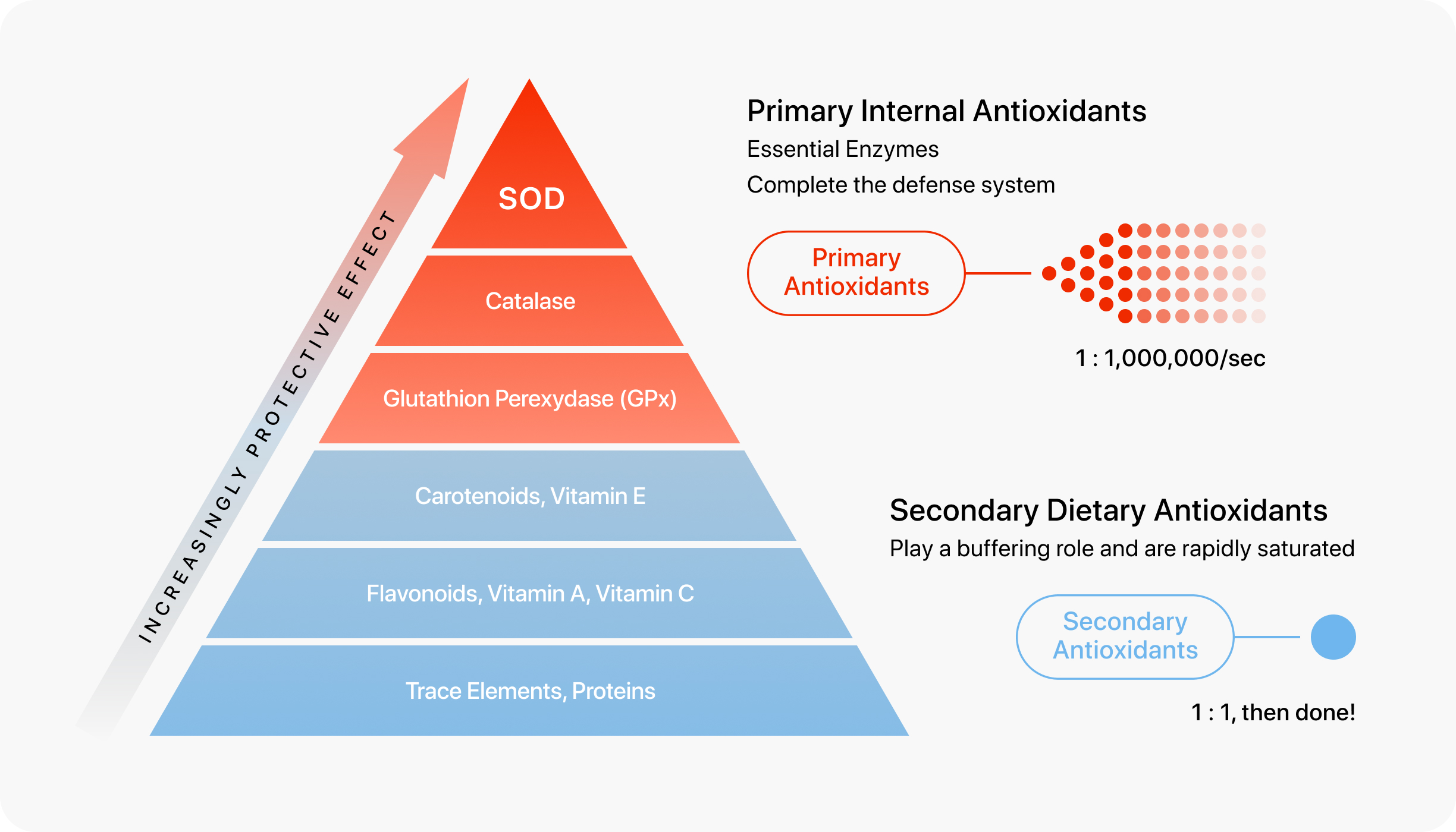 Antioxidant Hierarchy Pyramid